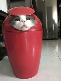 Close-up portrait of a cat