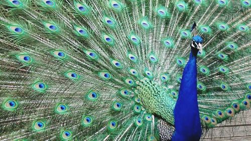 Close-up of peacock