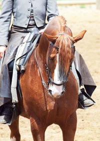 Close-up of horse