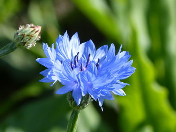 Close-up of purple flowering plant