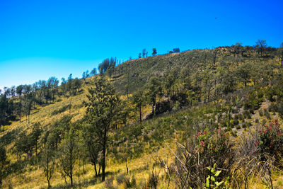 Low angle view of trees against clear blue sky