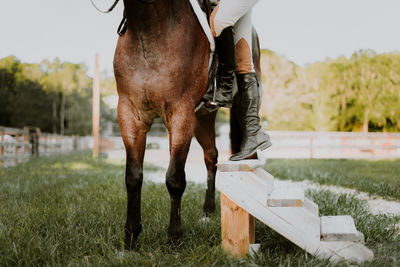 Low section of person riding horse on grassy field