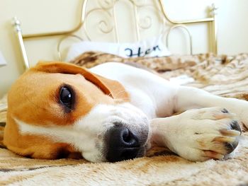Close-up of a dog resting on bed