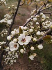 Close-up of white cherry blossoms in spring