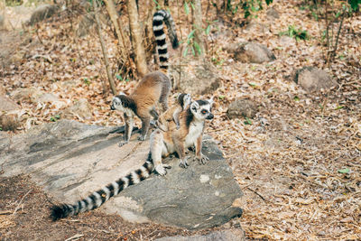 High angle view of an animal