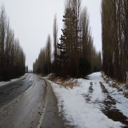 Snow covered roads amidst trees against clear sky