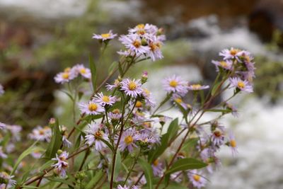 Close-up of flowers