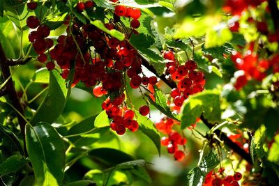 Close-up of red berries on tree