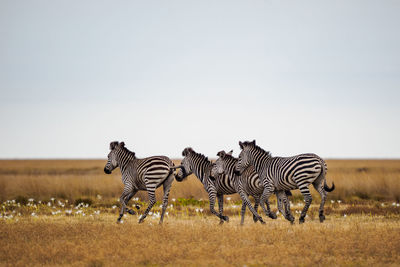 Zebra standing on field against clear sky