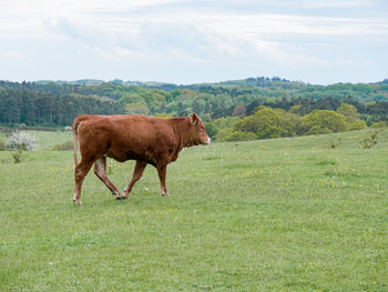 Rural landscape with a cow that is walking on a meadow