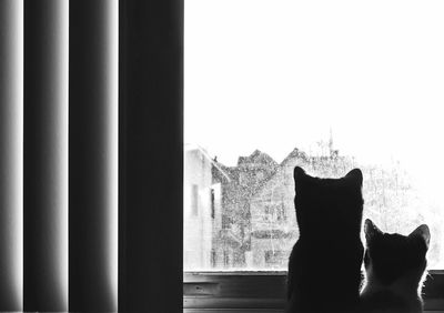 Close-up of cat on window sill