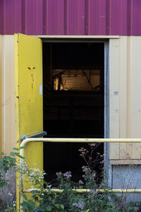 Close-up of yellow cat on window