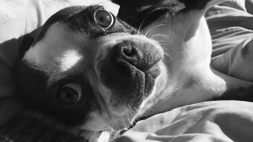 High angle portrait of boston terrier relaxing on bed at home