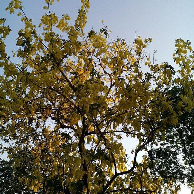 tree, low angle view, branch, growth, clear sky, yellow, nature, beauty in nature, tranquility, sky, autumn, day, scenics, outdoors, no people, change, season, leaf, blue, sunlight