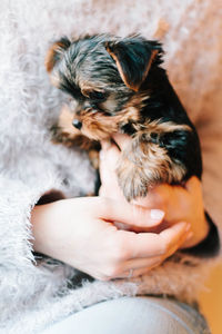 Close-up of dog sticking out tongue