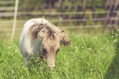 Close-up of horse grazing on field