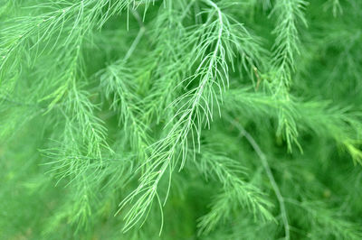 Full frame shot of pine tree