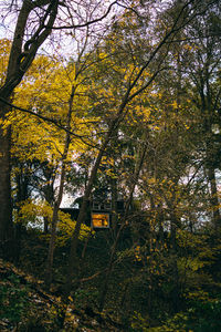 Trees in forest during autumn