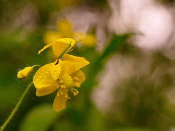 Close-up of yellow flowering plant