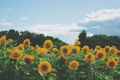 Close-up of yellow flowers blooming on field against sky