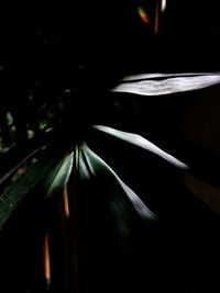 Close-up of flowering plant against black background