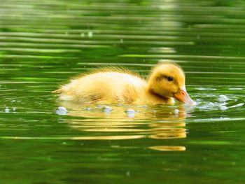 Close-up of duck swimming in lake