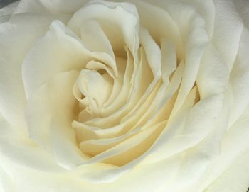 Close-up of white rose