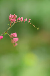 Close-up of pink flowering plant