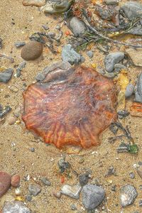 Close-up of crab on sand at beach