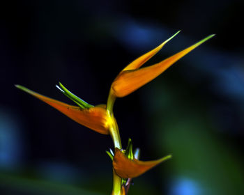 Close-up of flower blooming outdoors