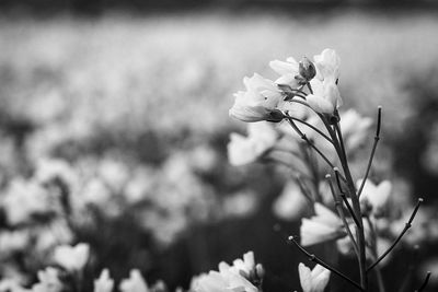 Close-up of flowers blooming outdoors