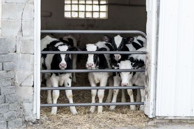 Portrait of cows standing in barn