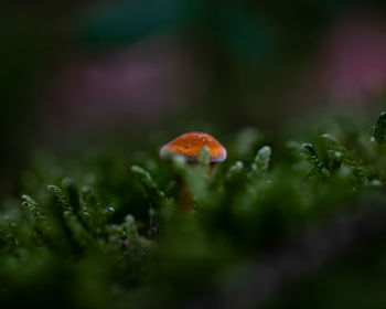 Close-up of mushroom growing on plant