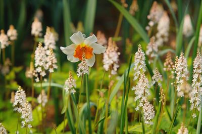 Close-up of yellow flowering plants on field