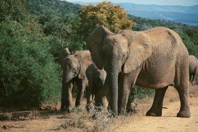 Elephant in a field