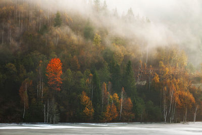 Scenic view of lake in forest during autumn