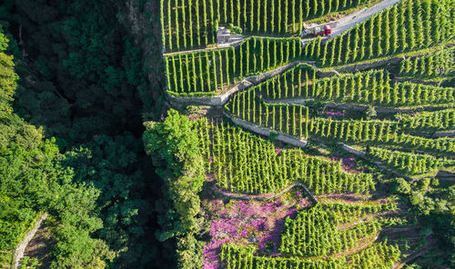 High angle view of plants growing on field