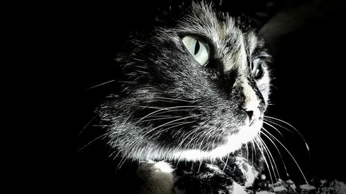 Close-up portrait of cat against black background