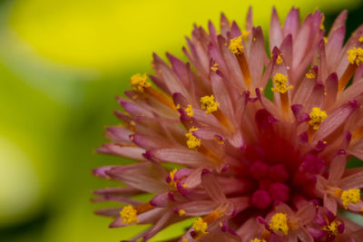 Close-up of yellow flower