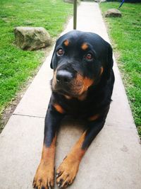 High angle portrait of black dog on field