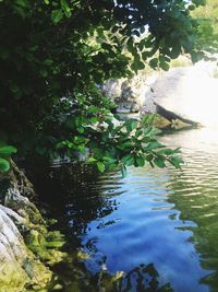 Plants growing in water