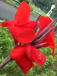 Close-up of red hibiscus flower