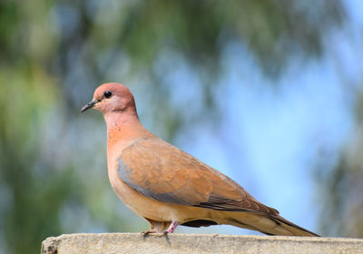 Close-up of bird perching on retaining wall