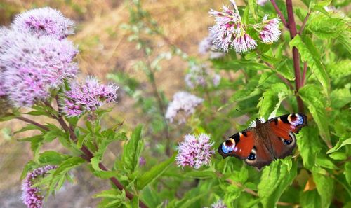 Close-up of butterfly pollinating on flower