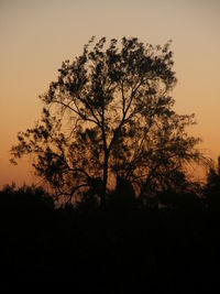 Trees at sunset