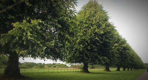 Trees on grassy field