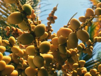 Low angle view of berries growing on tree