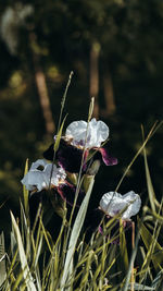 Close-up of butterfly on purple flower on field