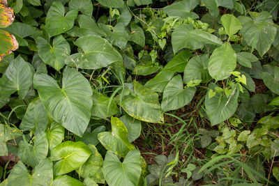 High angle view of green leaves on field