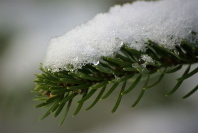 branch